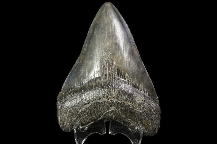 Fossil Megalodon Tooth - Georgia #76467